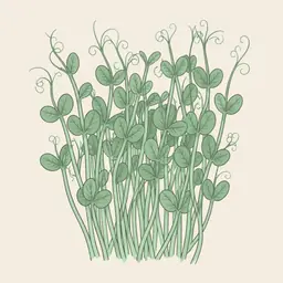 Pea shoots